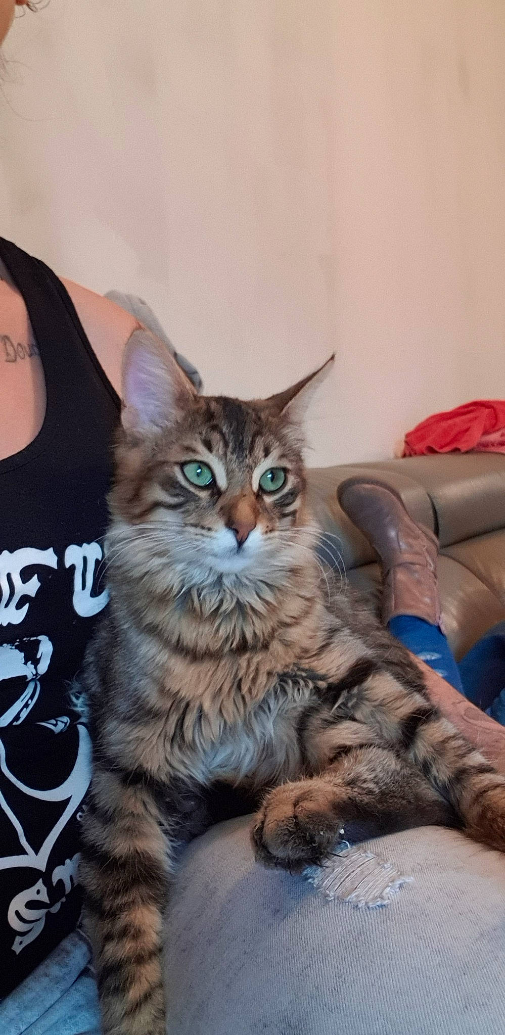 Biggy a rejoint le concours — aidez-le/la à gagner de superbes lots ! american_bobtail, american_shorthair, asian, california_spangled, carnivore, cat, domestic_short_haired_cat, dragon_li, european_shorthair, felidae, kitten, maine_coon, mammal, pixie_bob, siberian, small_to_medium_sized_cats, tabby_cat, toyger, vertebrate, whiskers