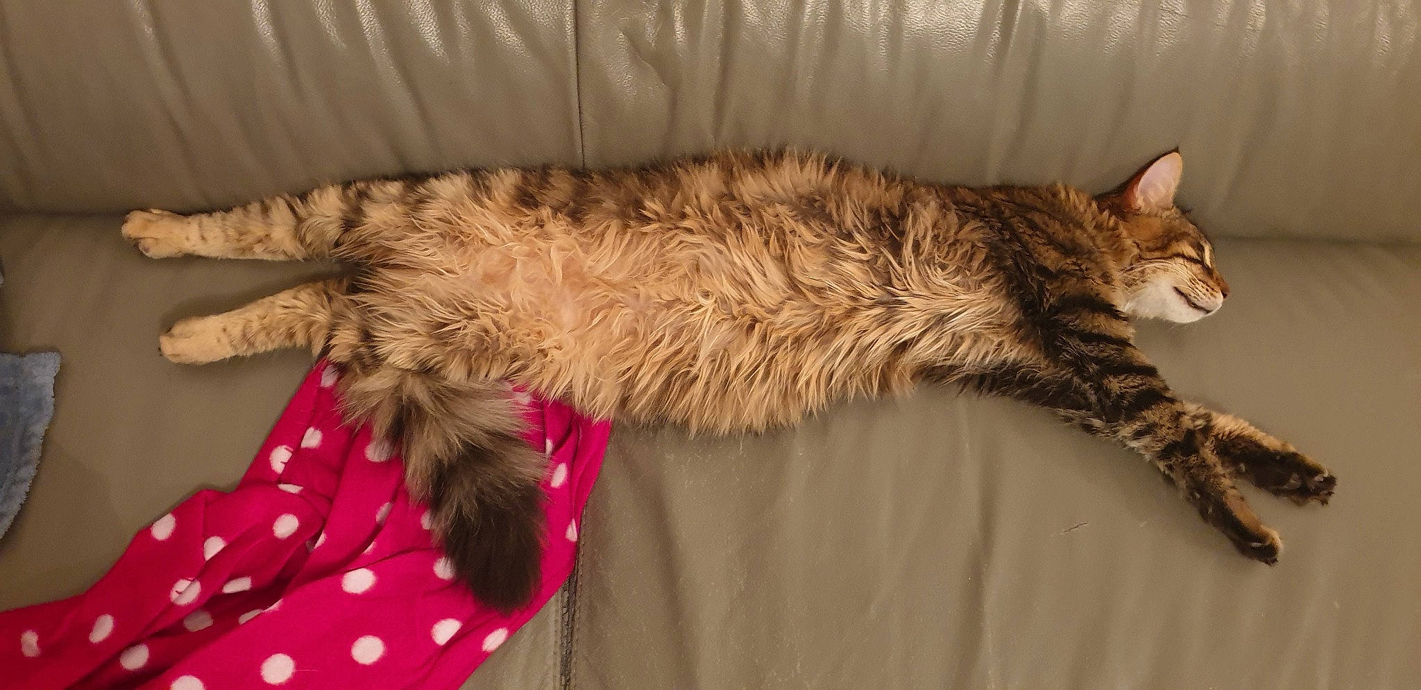 Biggy participe au concours pour gagner de l'argent avec cette photo : asian, california_spangled, carnivore, cat, domestic_long_haired_cat, domestic_short_haired_cat, dragon_li, european_shorthair, fawn, felidae, fur, kitten, mammal, oriental_longhair, pixie_bob, small_to_medium_sized_cats, tabby_cat, tail, vertebrate, whiskers