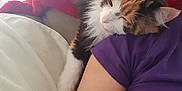 Charlie is registered to the contest to win money with this photo: arm, blanket, calico_cat, cat, closeup, comfort, cozy, cushion, fur, furniture, home, indoor, nap, person, pet, purple_shirt, relaxation, resting, shoulder, sleeping