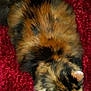 Charlie is registered to the contest to win money with this photo: animal, calico, cat, closeup, cozy, cute, domestic_cat, ears, fluffy, fur, indoor, mammal, pet, red_blanket, resting, sleeping, soft, texture, top_view, whiskers