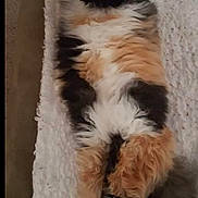 Charlie is registered to the contest to win money with this photo: animal, blanket, calico, carpet, cat, cozy, cute, domestic, feline, fluffy, fur, home, indoor, lying_down, paw, pet, relaxed, resting, stretching, tail