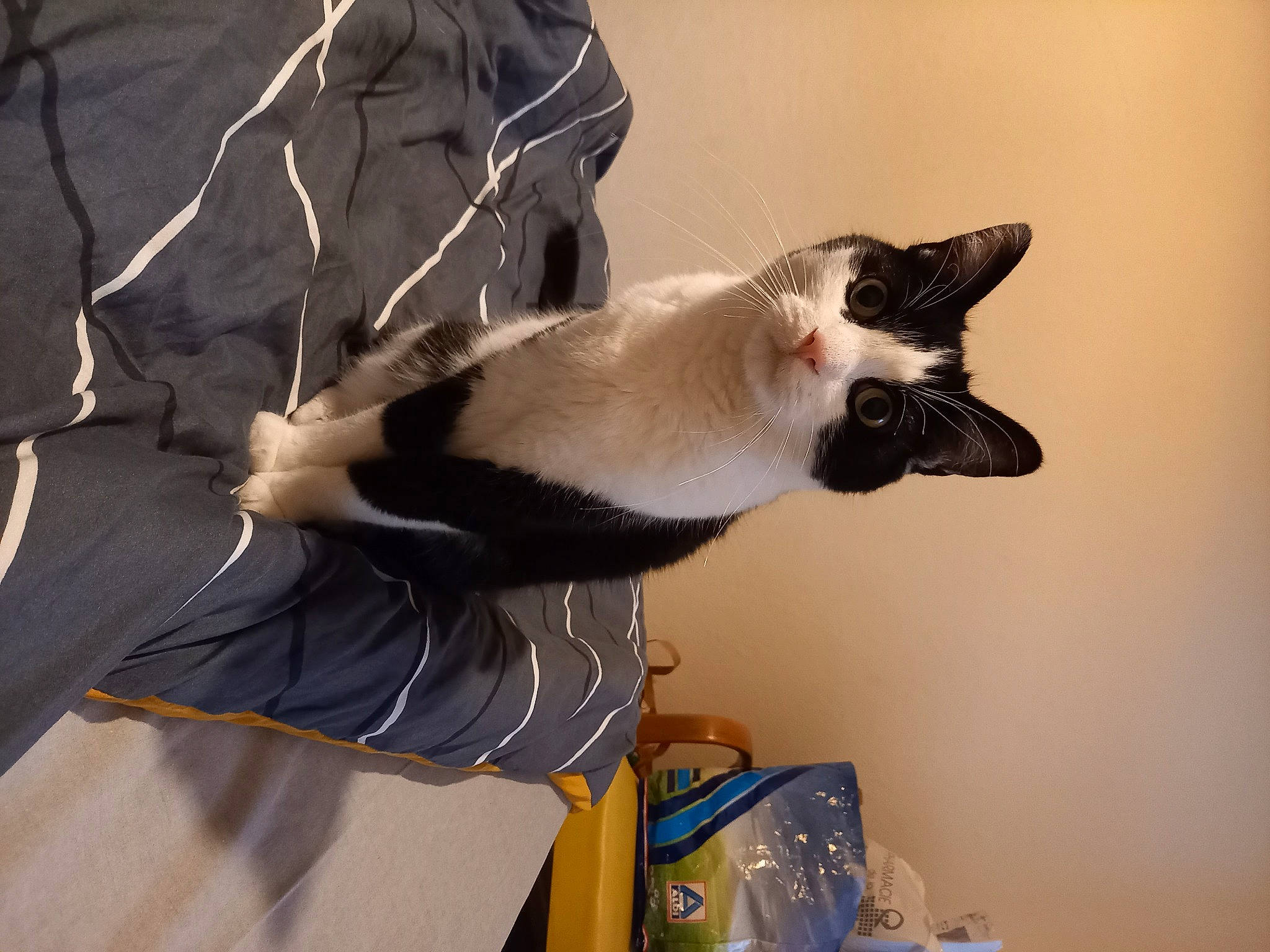 Minou a rejoint le concours — aidez-le/la à gagner de superbes lots ! carnivore, cat, comfort, dog_breed, domestic_short_haired_cat, elbow, eyewear, felidae, foot, formal_wear, fur, gesture, paw, sitting, small_to_medium_sized_cats, snout, sporting_group, sunglasses, tail, whiskers