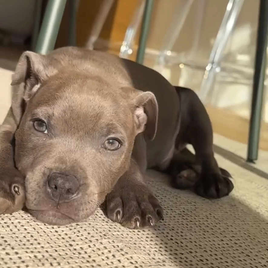 Voldi participe au concours pour gagner de l'argent avec cette photo : animal, bostonbull, boxer, bulldog, canine, dog, frenchbulldog, greatdane, homedecor, hound, indoors, interiordesign, labradorretriever, person, pet, pitbull, pointer, puppy, snout, terrier