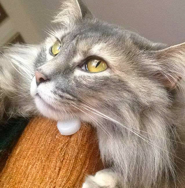 Kushie joined the competition — help win amazing prizes! british_longhair, carnivore, cat, close_up, domestic_short_haired_cat, felidae, fur, grey, small_to_medium_sized_cats, snout, terrestrial_animal, whiskers, window