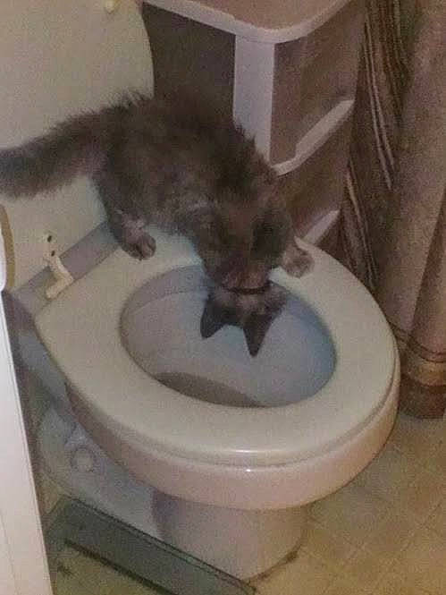 Kushie is registered to the contest to win money with this photo: bathroom, bathroom_sink, carnivore, cat, cat_supply, comfort, felidae, floor, flooring, fluid, mammal, pet_supply, plumbing, plumbing_fixture, purple, small_to_medium_sized_cats, tail, toilet, toilet_seat, whiskers