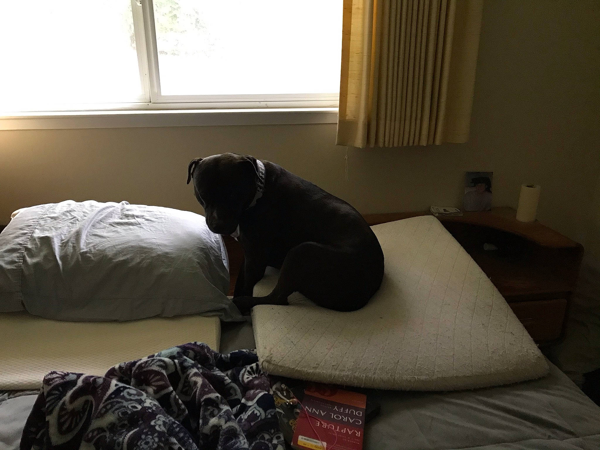 Guinness joined the competition — help win amazing prizes! canidae, carnivore, comfort, companion_dog, couch, curtain, dog, dog_breed, fawn, floor, flooring, grey, hardwood, interior_design, light, linens, property, sporting_group, window, wood