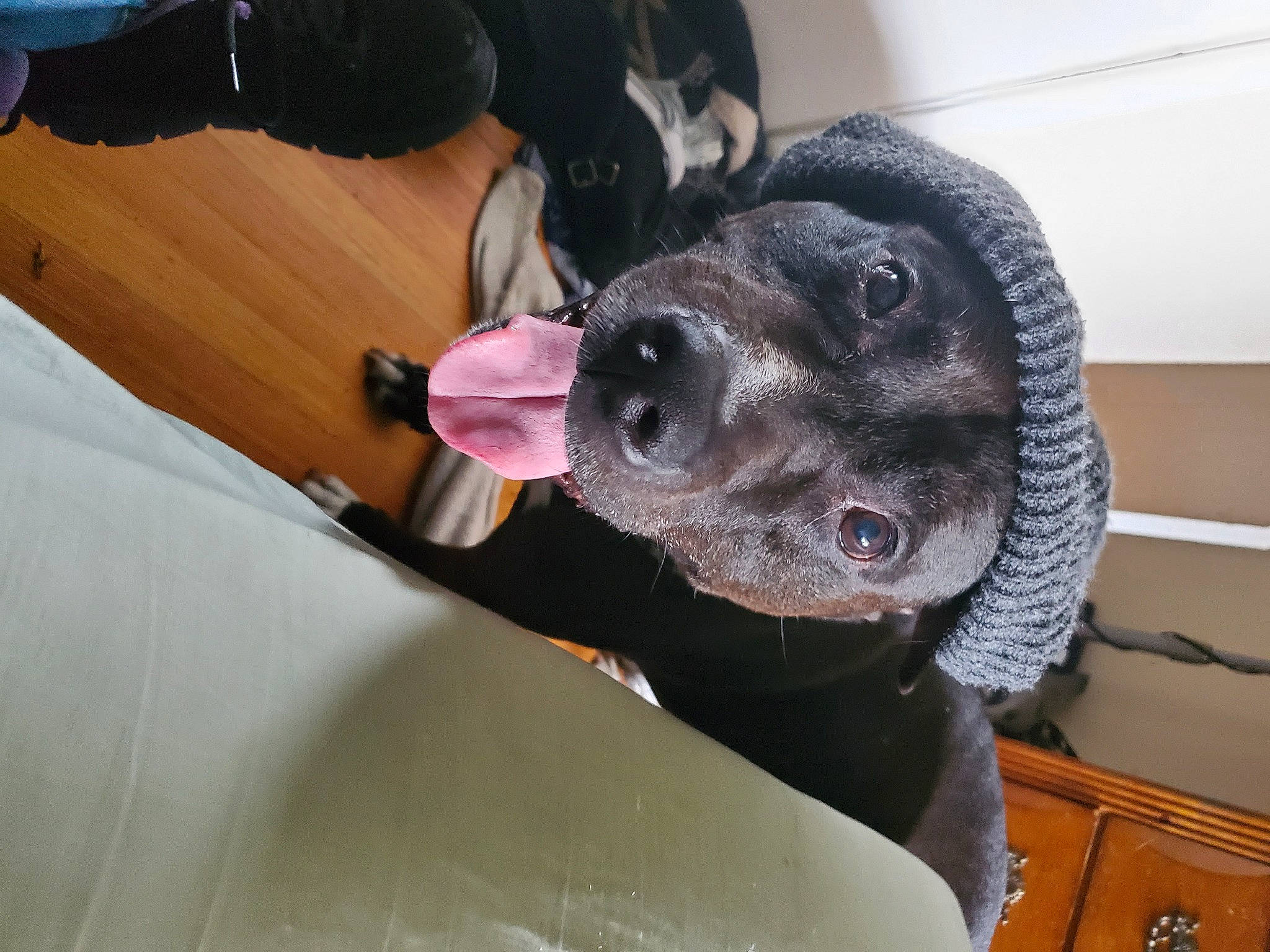 Guinness joined the competition — help win amazing prizes! automotive_tire, canidae, carnivore, collar, companion_dog, dog, dog_breed, fawn, fur, guard_dog, hat, jaw, non_sporting_group, sporting_group, whiskers, working_animal