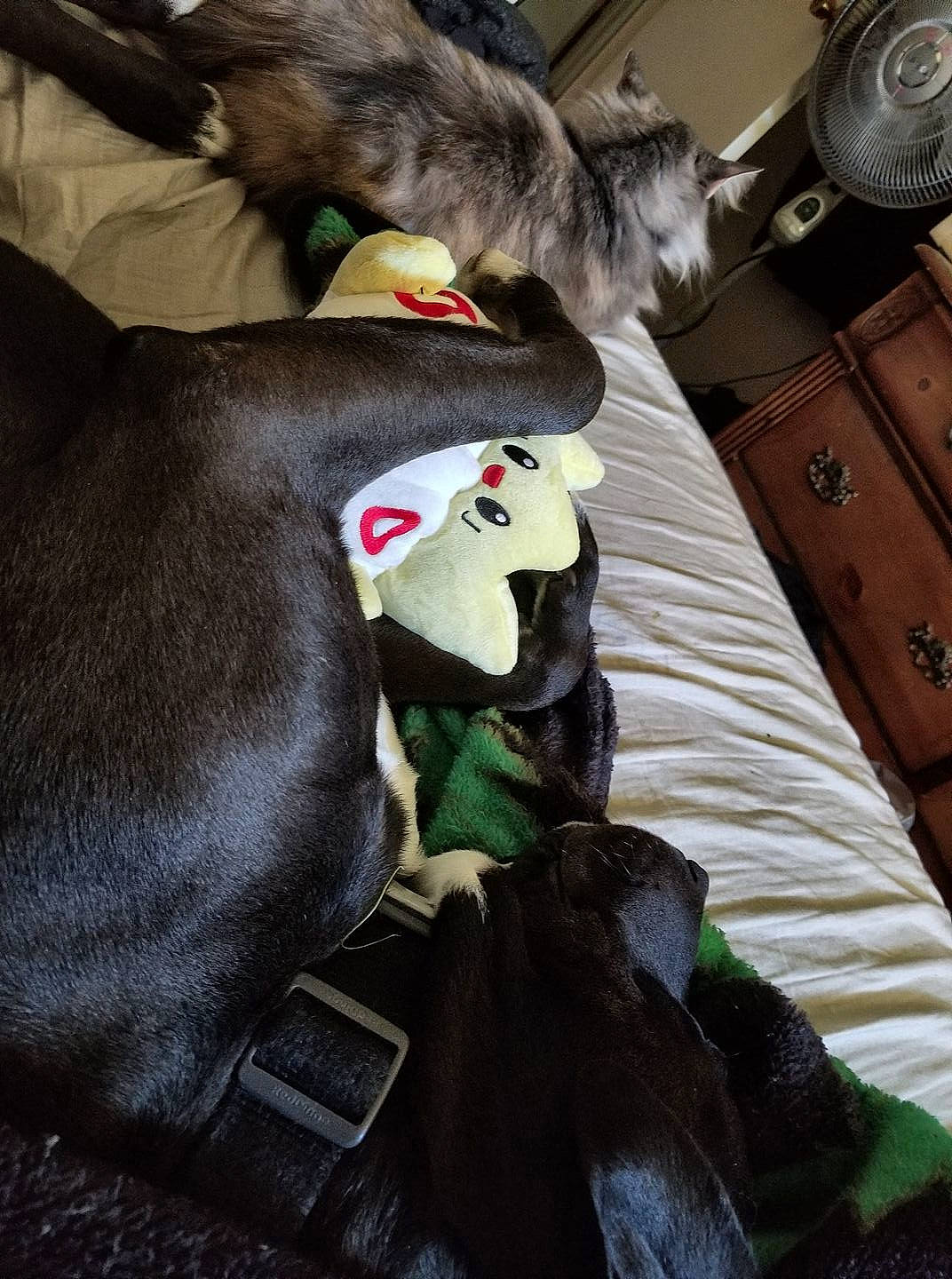 Guinness joined the competition — help win amazing prizes! art, carmine, cat, costume, doll, felidae, fictional_character, fur, fur_clothing, glove, hat, headgear, mammal, personal_protective_equipment, sitting, small_to_medium_sized_cats, textile, toy, vertebrate, whiskers