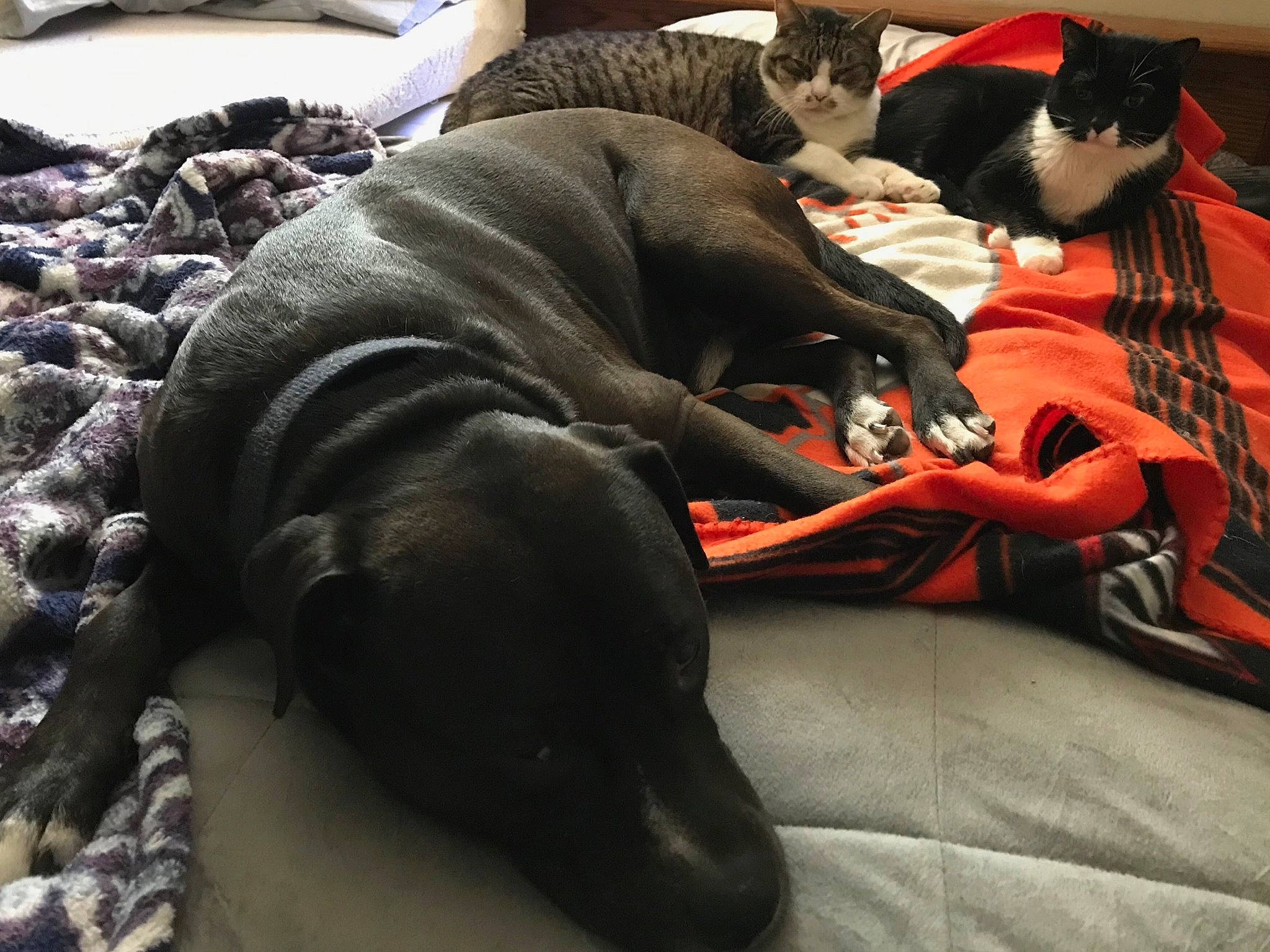 Guinness is registered to the contest to win money with this photo: canidae, carmine, carnivore, cat, comfort, companion_dog, dog, dog_breed, domestic_short_haired_cat, fawn, felidae, fur, grey, mammal, small_to_medium_sized_cats, snout, tail, vertebrate, whiskers, working_animal