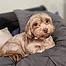 bed, brown, canine, companion, cozy, cushion, cute, dog, domestic_animal, fluffy, fur, home, indoor, looking_at_camera, lying_down, pet, pillow, relaxed, resting, small_dog