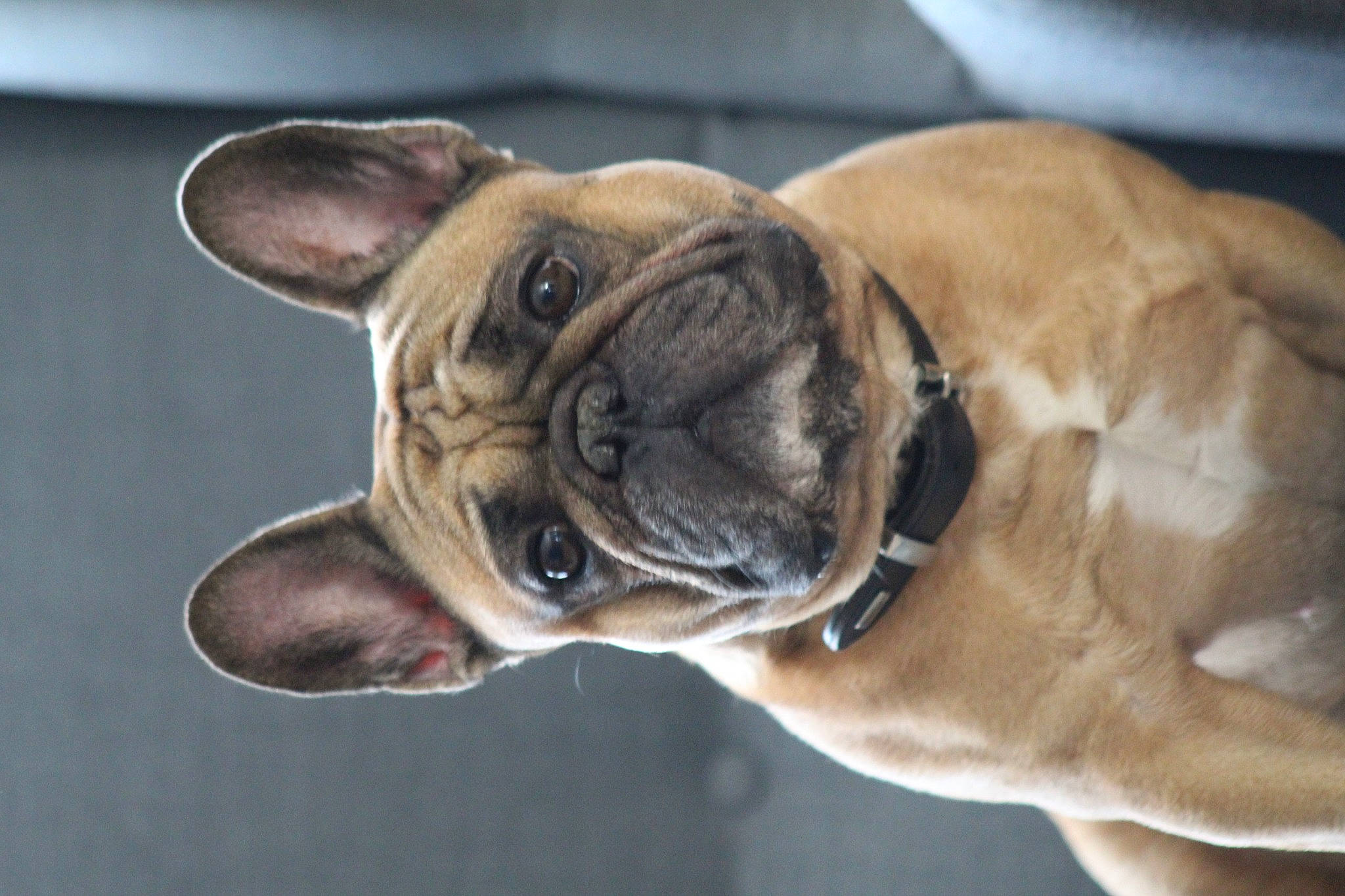 New Royalty a rejoint le concours — aidez-le/la à gagner de superbes lots ! beige, bulldog, canidae, carnivore, collar, dog, dog_breed, dog_collar, fawn, leash, liver, mammal, old_english_bulldog, pet_supply, skin, snout, toy_dog, whiskers, working_animal, wrinkle