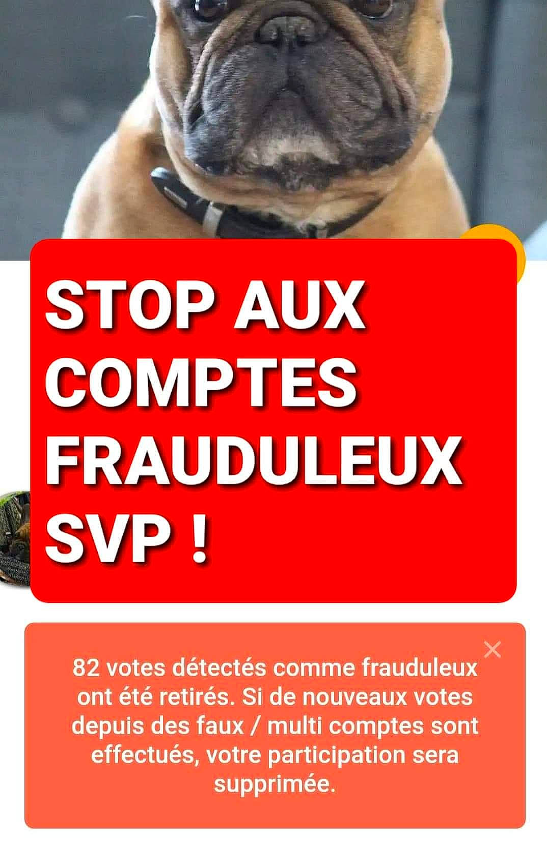 New Royalty a rejoint le concours — aidez-le/la à gagner de superbes lots ! advertising, carnivore, companion_dog, dog, dog_breed, dog_supply, fawn, font, logo, paw, pet_supply, photo_caption, poster, pug, screenshot, snout, terrestrial_animal, toy_dog, whiskers, wrinkle