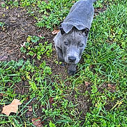 Joya a rejoint le concours — aidez-le/la à gagner de superbes lots ! puppy, dog, grass, greenery, outdoor, nature, pet, animal, young, curious, ears, face, walking, ground, plants, leaf, canine, fur, small, adorable