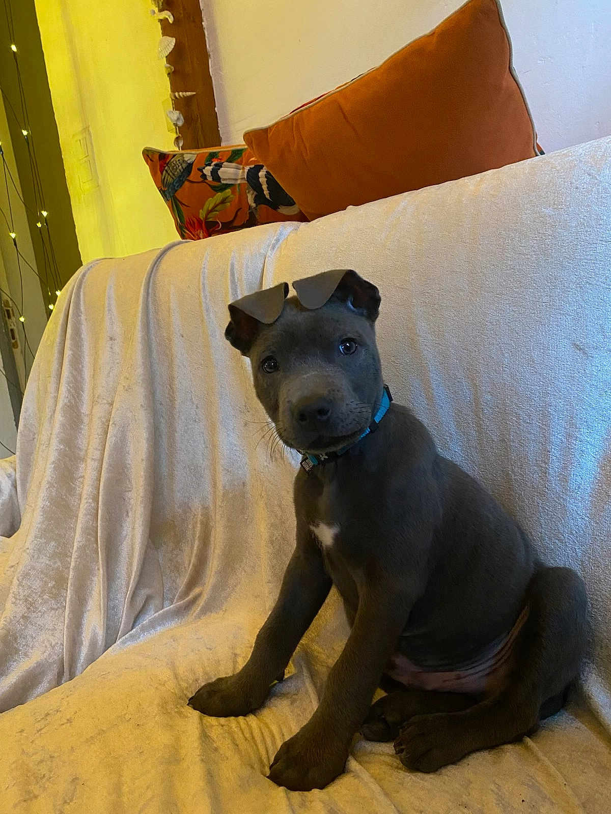 Joya a rejoint le concours — aidez-le/la à gagner de superbes lots ! puppy, dog, gray_dog, collar, couch, indoor, pet, sitting, cute, young_dog, blanket, pillows, cozy, home, fur, animal, looking, head_tilt, domestic_animal, friendly