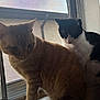 cat, orange_cat, black_and_white_cat, windowsill, window, screen, indoor, pets, feline, animal, domestic, two_cats, resting, curious, quiet, closeup, fur, whiskers, natural_light, house