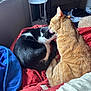 Salmon And Tuna is registered to the contest to win money with this photo: cat, cats, orange_cat, black_and_white_cat, grooming, bed, blanket, indoor, feline, pet, fur, resting, cozy, domestic, sleepy, cute, animal, mammal, window, furniture