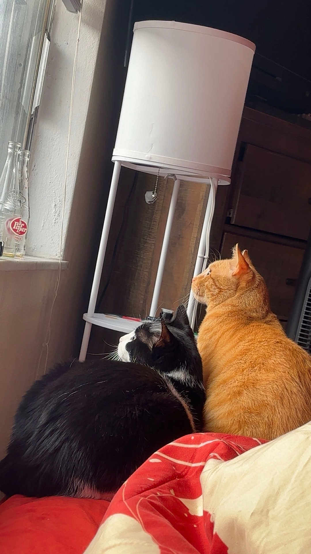 Salmon And Tuna joined the competition — help win amazing prizes! cat, cats, black_and_white_cat, orange_cat, bed, window, lamp, indoor, curious, pets, feline, resting, side_by_side, fur, domestic_animal, household, cozy, looking_out_window, bottle, red_bedspread