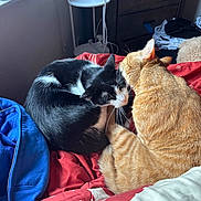 Salmon And Tuna joined the competition — help win amazing prizes! cat, black_and_white_cat, orange_cat, bed, blanket, window, bottle, indoor, furniture, cozy, pet, animal, resting, sleeping, fur, domestic, cute, companion, soft_light, bedroom