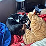 cat, black_and_white_cat, orange_cat, bed, blanket, window, bottle, indoor, furniture, cozy, pet, animal, resting, sleeping, fur, domestic, cute, companion, soft_light, bedroom