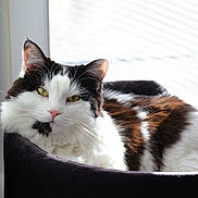 Winnie participe au concours pour gagner de l'argent avec cette photo : cat, feline, pet, indoor, window, sunlight, cat_bed, long_hair, black_and_white, whiskers, pink_nose, relaxed, sleepy, portrait, close_up, fur, ear, eyes, cozy, home