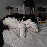Winnie a rejoint le concours — aidez-le/la à gagner de superbes lots ! animal, appliance, black_and_white, blanket, cat, chair, cozy, fluffy, furniture, home, indoor, kitchen, microwave, paws, pet, refrigerator, relaxation, resting, sleeping, table