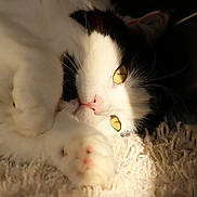 Winnie a rejoint le concours — aidez-le/la à gagner de superbes lots ! animal, black_and_white, carpet, cat, close_up, cozy, cute, feline, fluffy, golden_eyes, indoor, lying_down, paw, pet, pink_nose, relaxed, resting, soft_texture, sunlight, whiskers