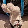 Winnie participe au concours pour gagner de l'argent avec cette photo : cat, black_and_white_cat, cat_face, paws, yellow_eyes, pink_nose, whiskers, fur, lying_on_back, playful, tunnel, black_fabric, blue_trim, wooden_floor, indoor, pet, closeup, portrait, curious, soft_texture