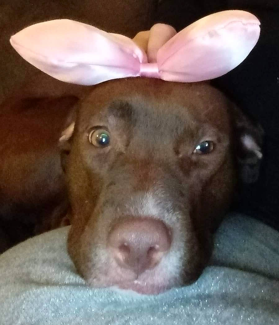 Narcotico Warning is registered to the contest to win money with this photo: canidae, carnivore, dog, dog_breed, ear, fawn, head, hunting_dog, labrador_retriever, liver, mammal, nose, pharaoh_hound, pointing_breed, puppy, snout, sporting_group, vizsla, weimaraner