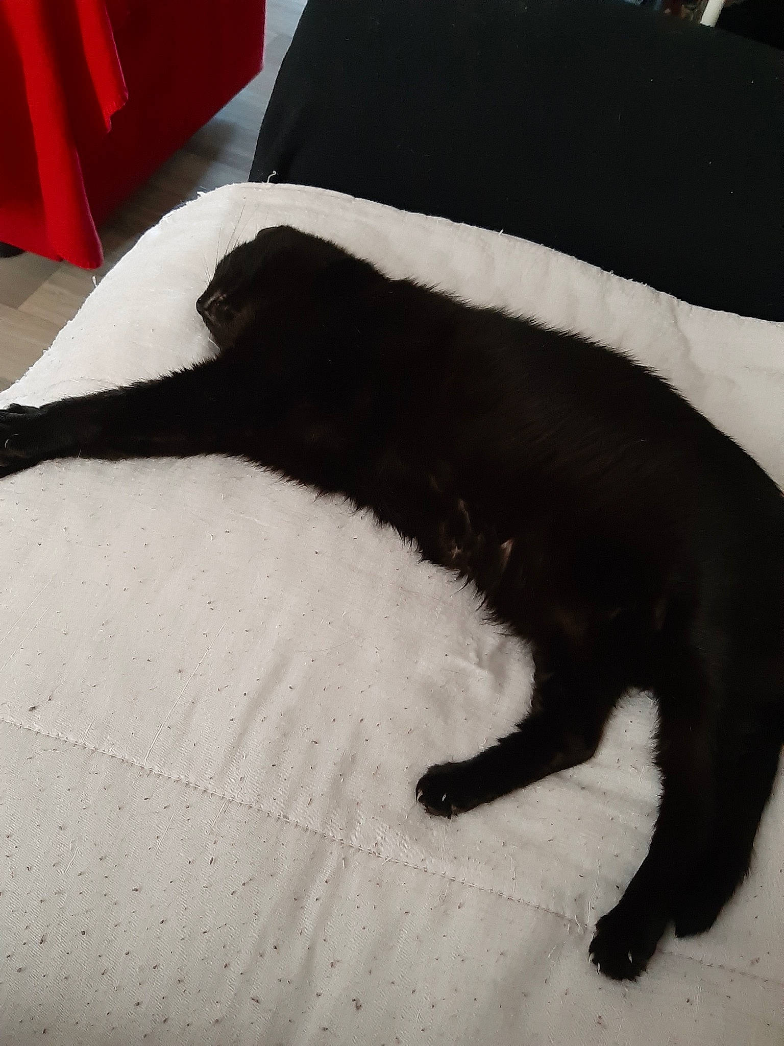 Moumie a rejoint le concours — aidez-le/la à gagner de superbes lots ! bedding, black, black_and_white, black_cat, canidae, carnivore, cat, felidae, fur, linens, pillow, small_to_medium_sized_cats, sporting_group, tail, textile, whiskers