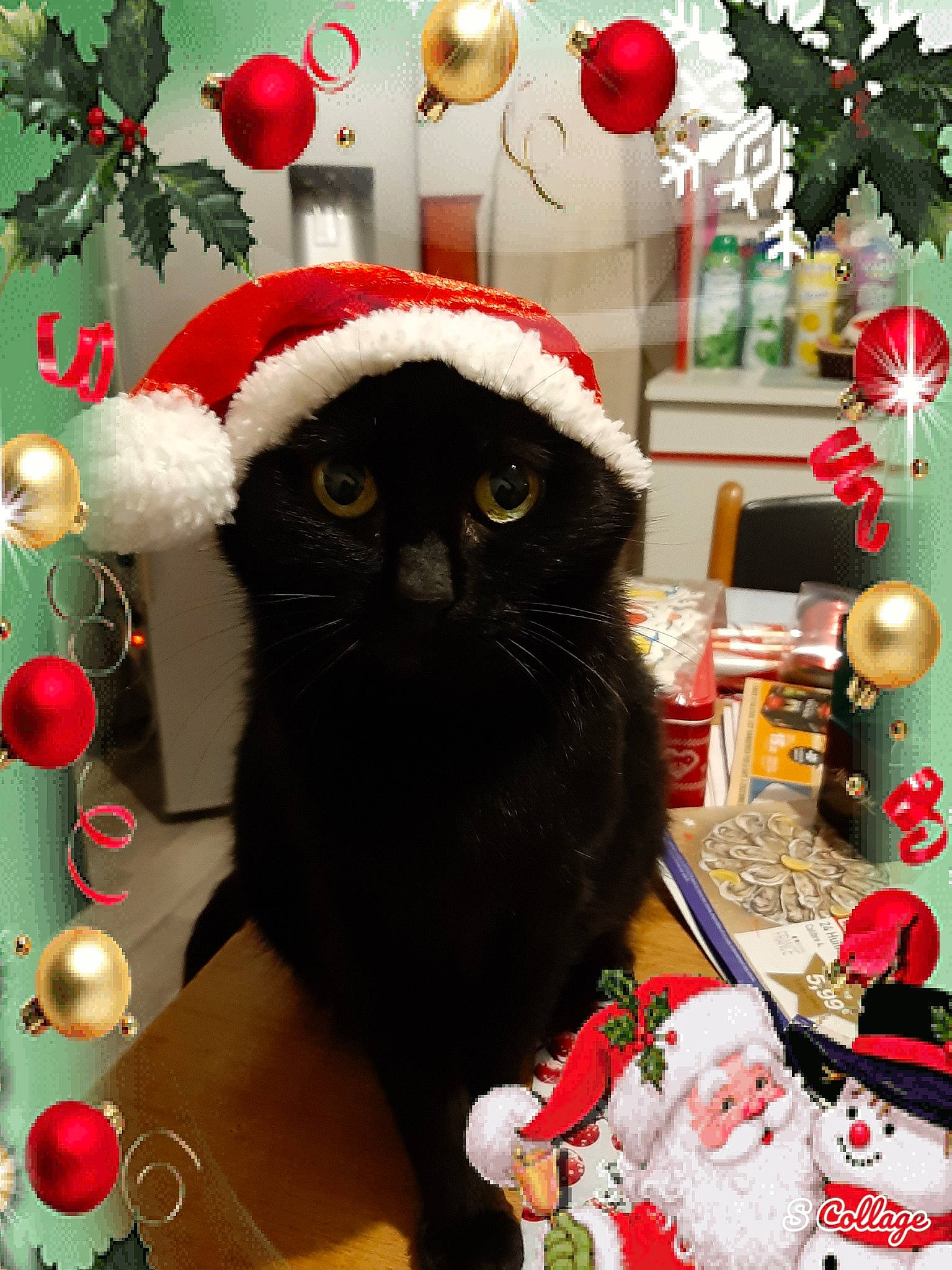 Moumie participe au concours pour gagner de l'argent avec cette photo : black_cat, carnivore, cat, christmas, christmas_decoration, christmas_eve, christmas_ornament, christmas_tree, event, felidae, fur, holiday, holly, interior_design, ornament, plant, santa_claus, small_to_medium_sized_cats, tree, whiskers