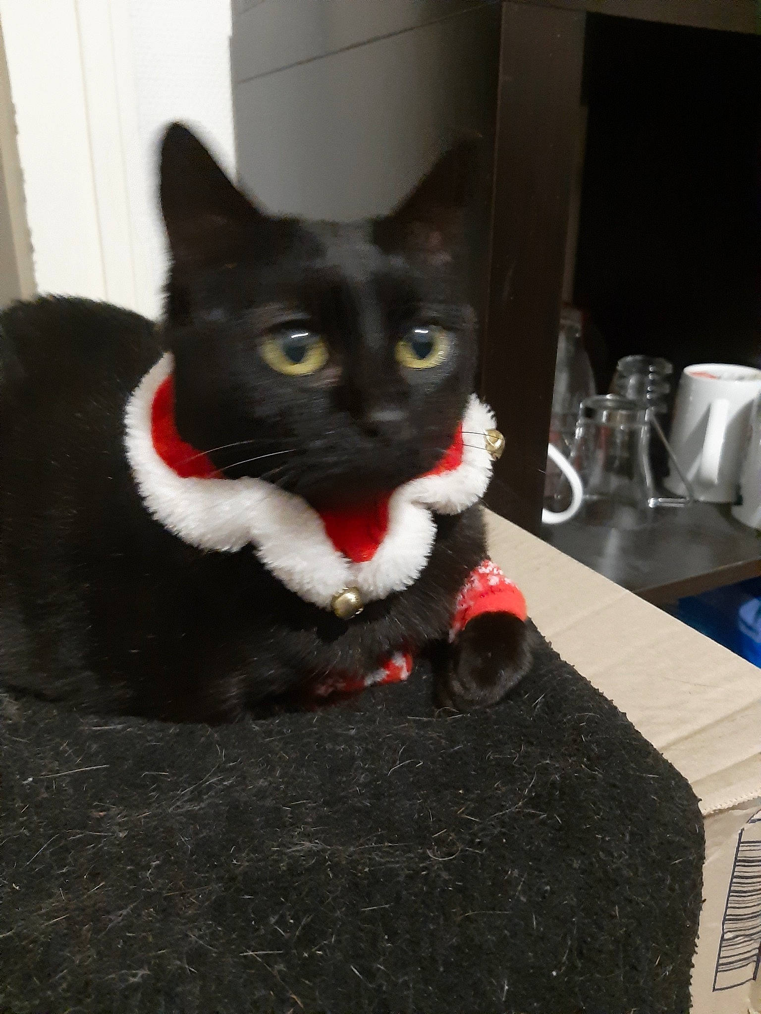 Moumie a rejoint le concours — aidez-le/la à gagner de superbes lots ! asian, black_cat, carnivore, cat, domestic_short_haired_cat, felidae, german_rex, kitten, mammal, polydactyl_cat, small_to_medium_sized_cats, vertebrate, whiskers