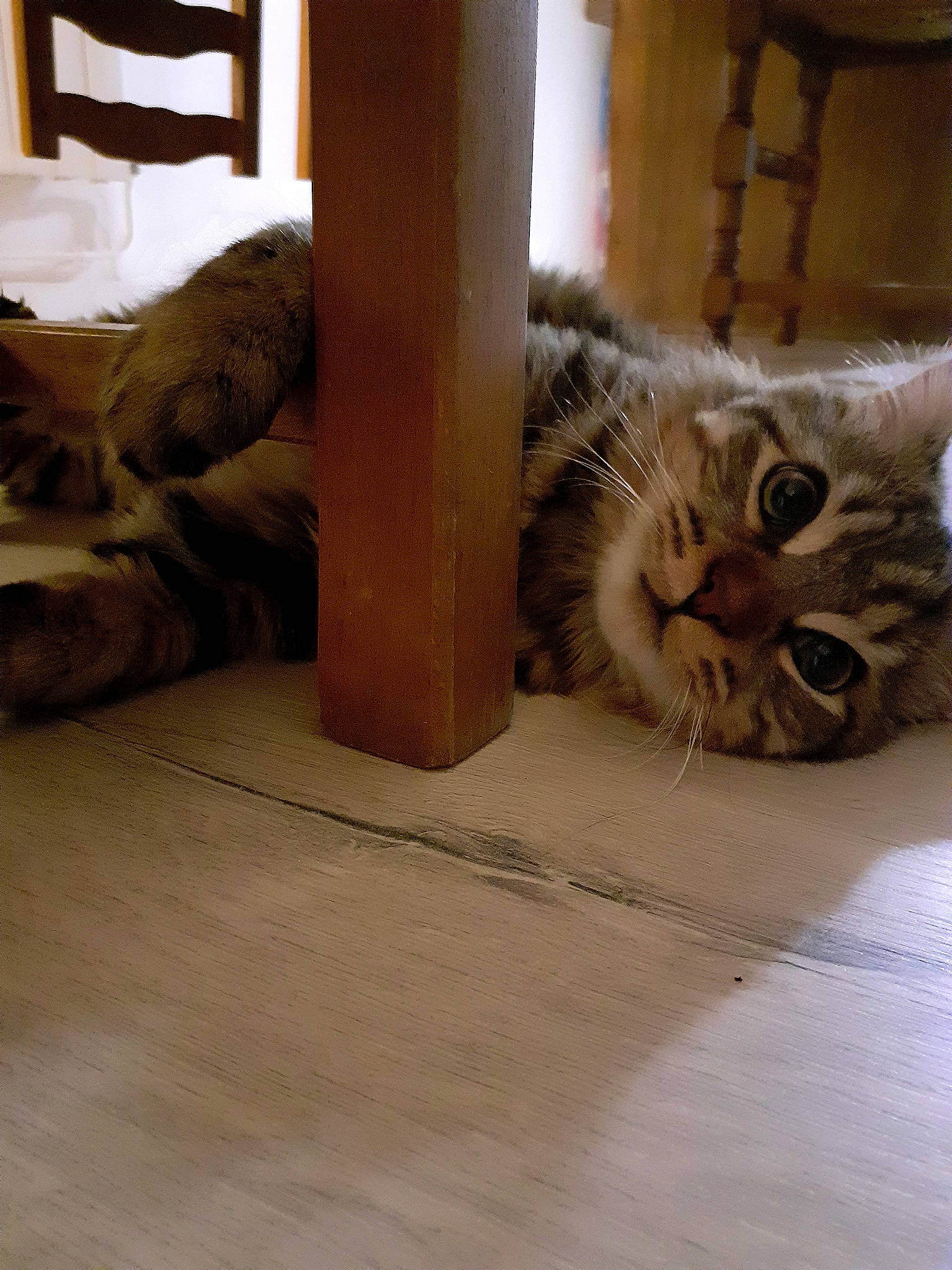 Zizou a rejoint le concours — aidez-le/la à gagner de superbes lots ! cardboard, carnivore, cat, comfort, domestic_short_haired_cat, fawn, felidae, floor, flooring, fur, hardwood, laminate_flooring, paw, small_to_medium_sized_cats, snout, tail, whiskers, wood, wood_flooring, wood_stain