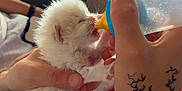 Nuage participe au concours pour gagner de l'argent avec cette photo : animal_care, baby_animal, bottle, cat, closeup, cozy, cute, feeding, furry, hand, holding, indoor, kitten, person, resting, small, soft_light, table, tattoo, window