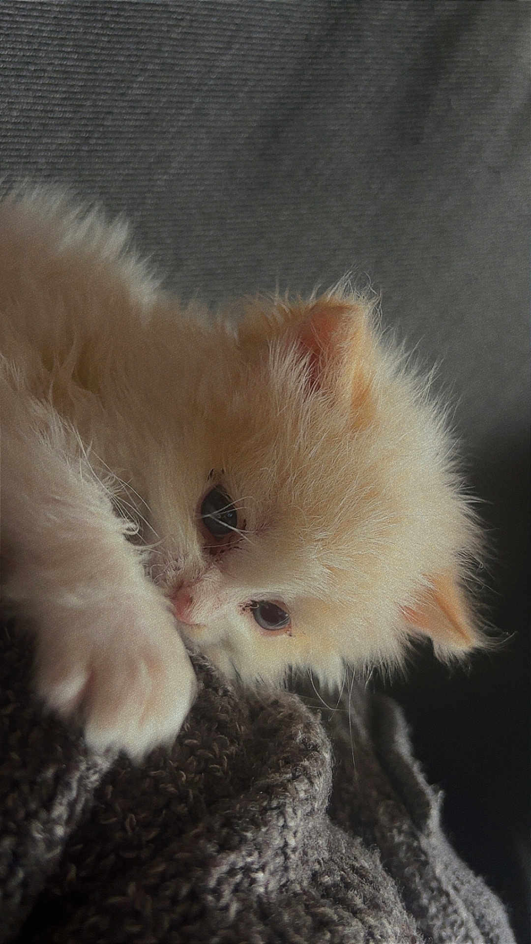 Nuage a rejoint le concours — aidez-le/la à gagner de superbes lots ! kitten, cat, fluffy, sleepy, paw, closeup, cozy, blanket, knitted, soft, cute, pet, animal, fur, whiskers, indoor, resting, adorable, young, small