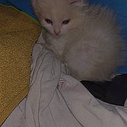 Nuage participe au concours pour gagner de l'argent avec cette photo : kitten, cat, animal, furry, pet, indoor, cozy, blanket, towel, soft, cute, sleepy, small, fluffy, young, resting, fur, domestic, comfort, relaxed