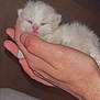 Nuage participe au concours pour gagner de l'argent avec cette photo : kitten, newborn, hand, furry, small, cute, pet, animal, sleepy, white_fur, pink_nose, soft, domestic_cat, young, resting, closeup, indoor, human_hand, tiny, cozy
