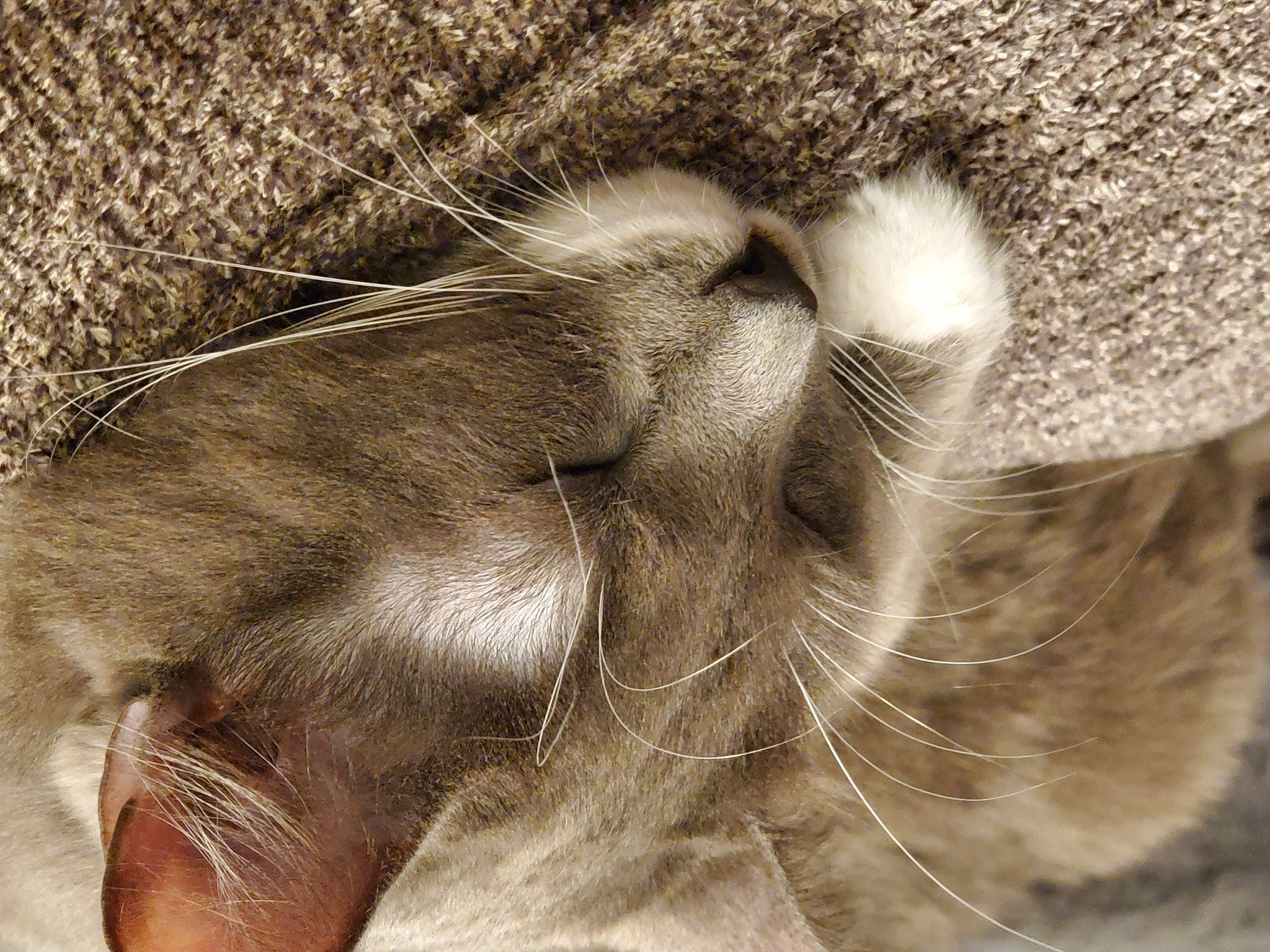 Biscuits is registered to the contest to win money with this photo: carnivore, cat, claw, comfort, domestic_short_haired_cat, fawn, felidae, foot, fur, liver, nap, paw, sleep, small_to_medium_sized_cats, snout, tail, terrestrial_animal, whiskers, wrinkle