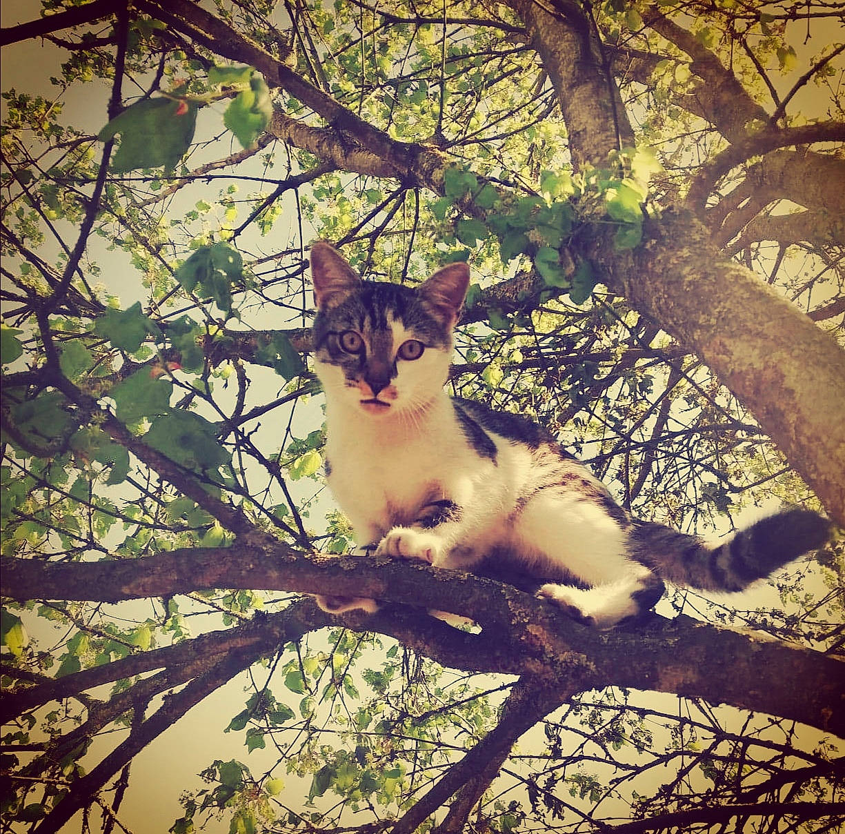 Loocky a rejoint le concours — aidez-le/la à gagner de superbes lots ! aegean_cat, branch, carnivore, cat, eye, felidae, kitten, leaf, morning, plant, sky, small_to_medium_sized_cats, spring, sunlight, tree, trunk, twig, whiskers, wildlife, woody_plant