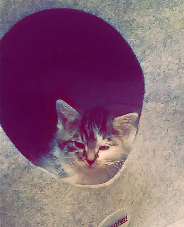 Loocky participe au concours pour gagner de l'argent avec cette photo : carnivore, cat, domestic_short_haired_cat, felidae, kitten, purple, small_to_medium_sized_cats, tail, whiskers