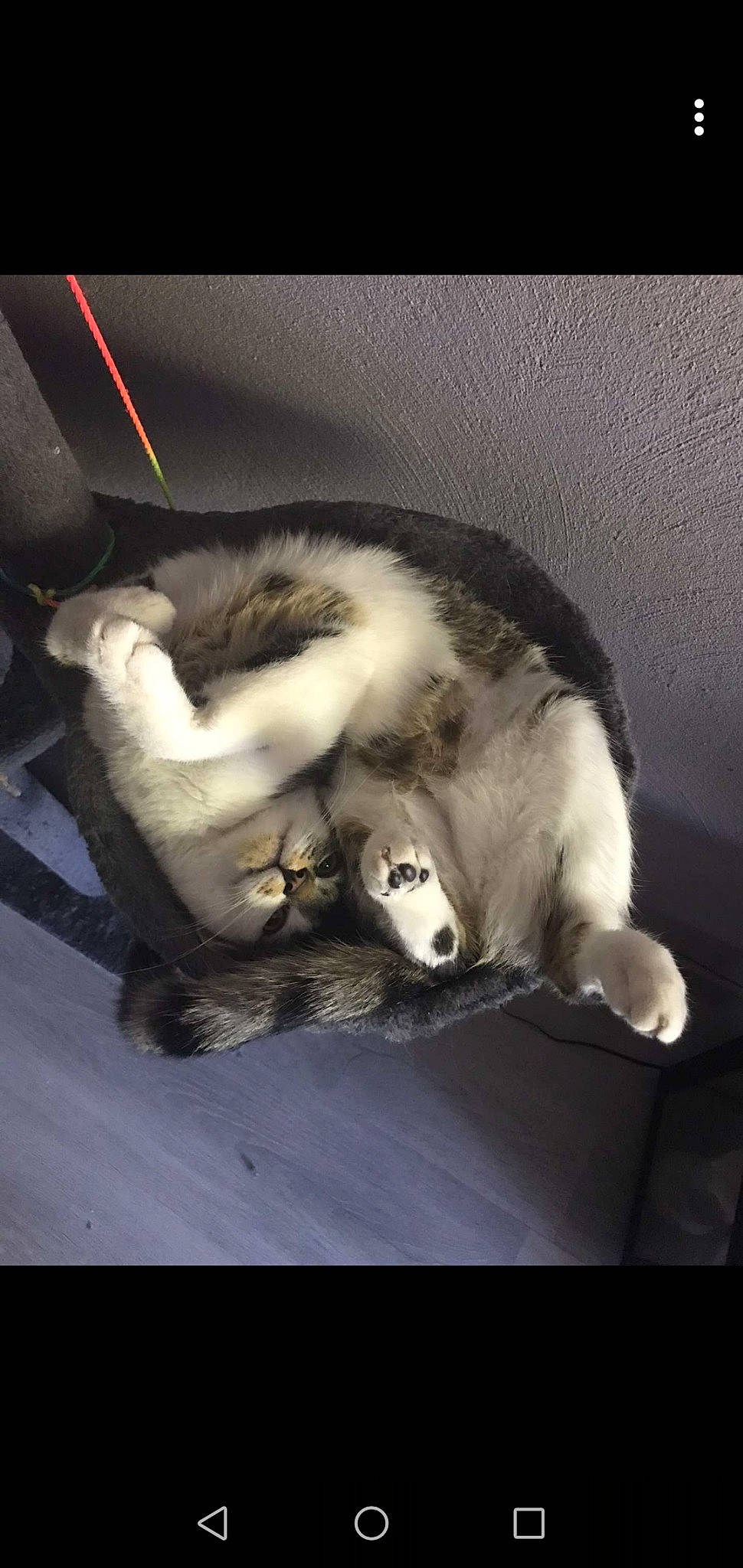 Loocky a rejoint le concours — aidez-le/la à gagner de superbes lots ! alaskan_malamute, carnivore, cat, felidae, fur, kitten, siberian_husky, small_to_medium_sized_cats, tail, whiskers