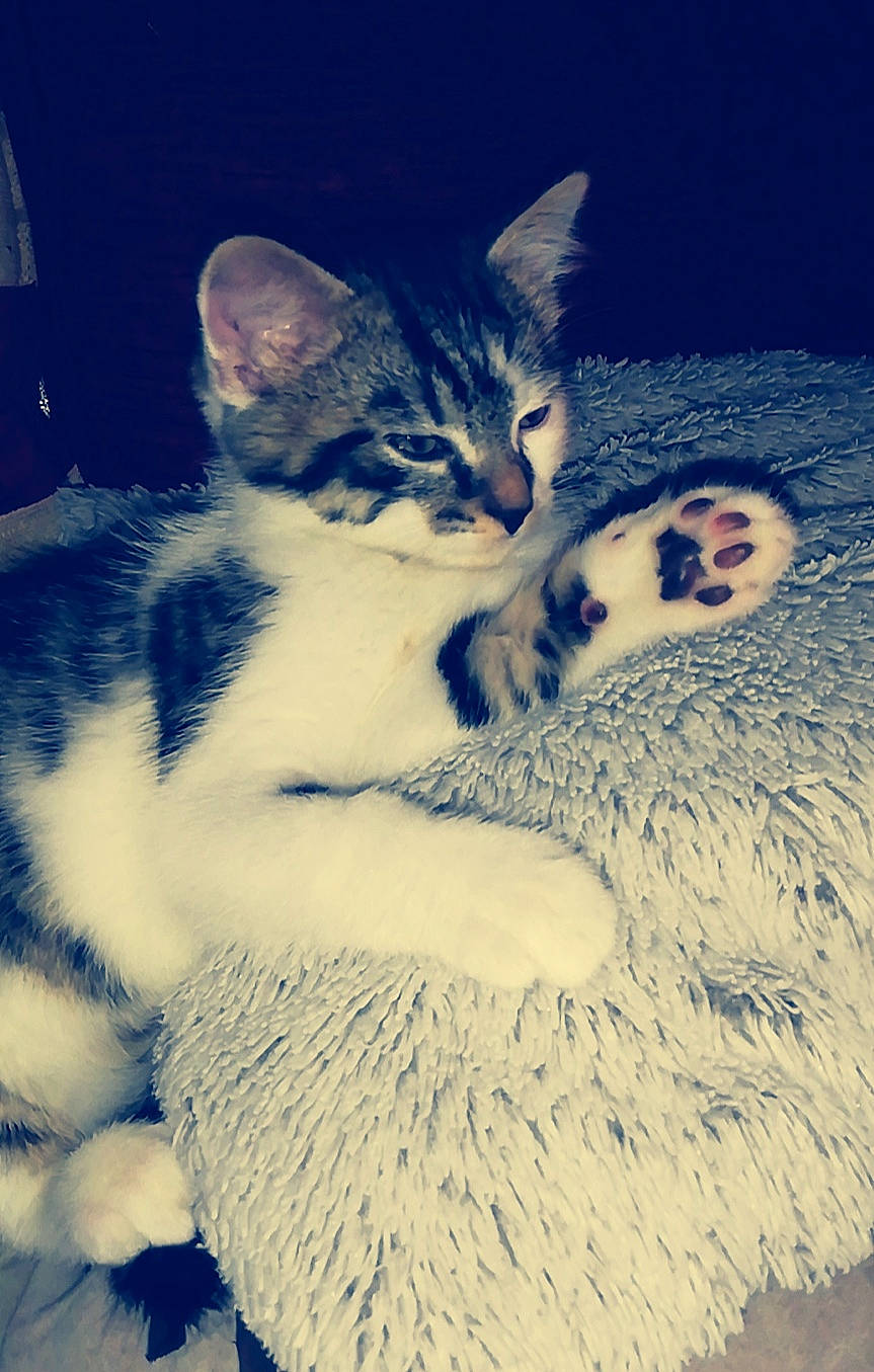 Loocky a rejoint le concours — aidez-le/la à gagner de superbes lots ! aegean_cat, american_wirehair, carnivore, cat, cloud, domestic_short_haired_cat, ear, egyptian_mau, european_shorthair, eye, felidae, fur, kitten, nose, paw, skin, sky, small_to_medium_sized_cats, tabby_cat, whiskers