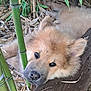 Nala a rejoint le concours — aidez-le/la à gagner de superbes lots ! puppy, dog, bamboo, wood, nature, outdoor, fur, cute, animal, pet, resting, closeup, leaf, plant, sleepy, young, adorable, brown, black_nose, eyes