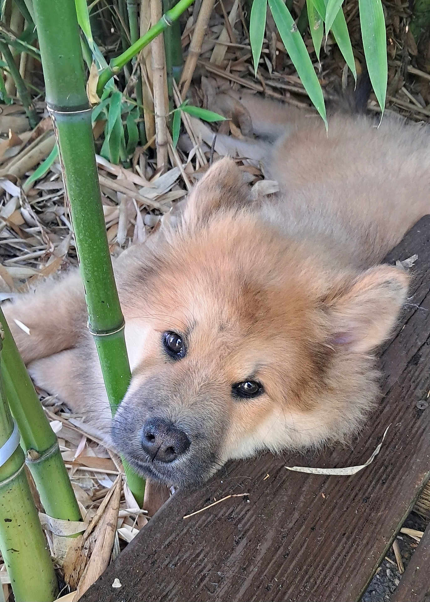 Nala
