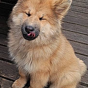 Nala a rejoint le concours — aidez-le/la à gagner de superbes lots ! dog, puppy, fluffy, tongue_out, wooden_deck, sitting, cute, pet, animal, furry, outdoor, happy, small_dog, canine, adorable, fur, playful, tongue, closed_eyes, domestic_animal