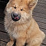dog, puppy, fluffy, tongue_out, wooden_deck, sitting, cute, pet, animal, furry, outdoor, happy, small_dog, canine, adorable, fur, playful, tongue, closed_eyes, domestic_animal