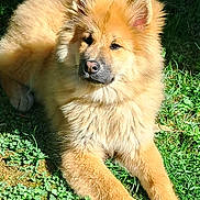 Nala participe au concours pour gagner de l'argent avec cette photo : animal, canine, cute, daylight, dog, ears, fluffy, friendly, fur, golden, grass, laying, mammal, nature, outdoor, paw, pet, relaxed, snout, sunlight
