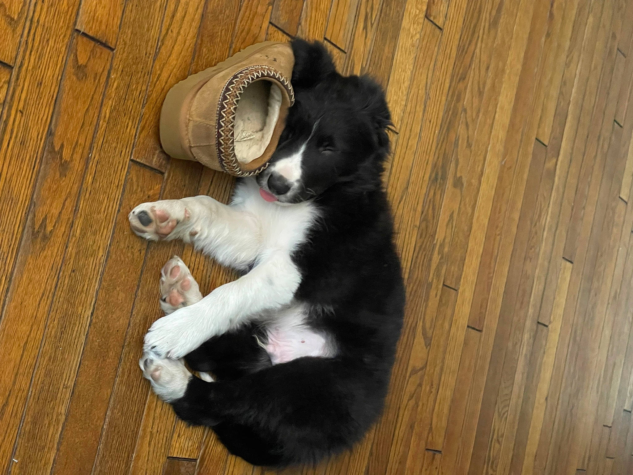 Apollo is registered to the contest to win money with this photo: border_collie, carnivore, claw, companion_dog, dog, dog_breed, felidae, flooring, fur, hardwood, paw, plank, small_to_medium_sized_cats, sporting_group, tail, varnish, whiskers, wood, wood_flooring, wood_stain