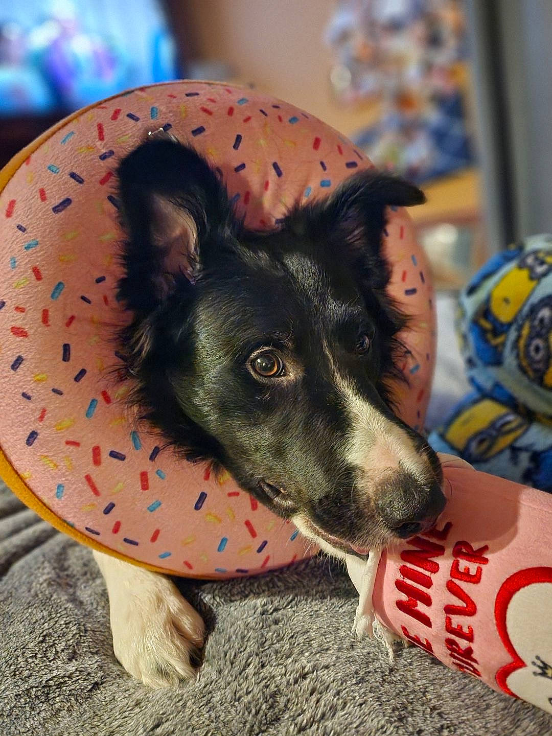 Apollo is registered to the contest to win money with this photo: canidae, carnivore, companion_dog, dog, dog_breed, dog_supply, fashion_accessory, fawn, foot, fur, herding_dog, non_sporting_group, pattern, paw, snout, sporting_group, terrestrial_animal, whiskers, working_animal, working_dog