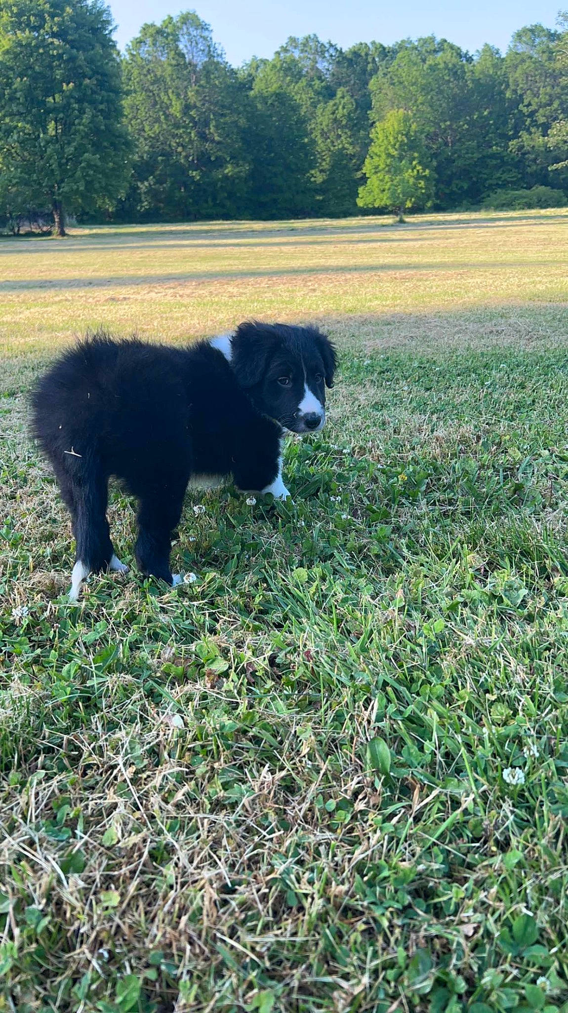 Apollo joined the competition — help win amazing prizes! canidae, carnivore, companion_dog, dog, dog_breed, field, grass, grassland, groundcover, herding_dog, landscape, natural_landscape, pasture, plant, sporting_group, tail, terrestrial_animal, tints_and_shades, tree, working_animal