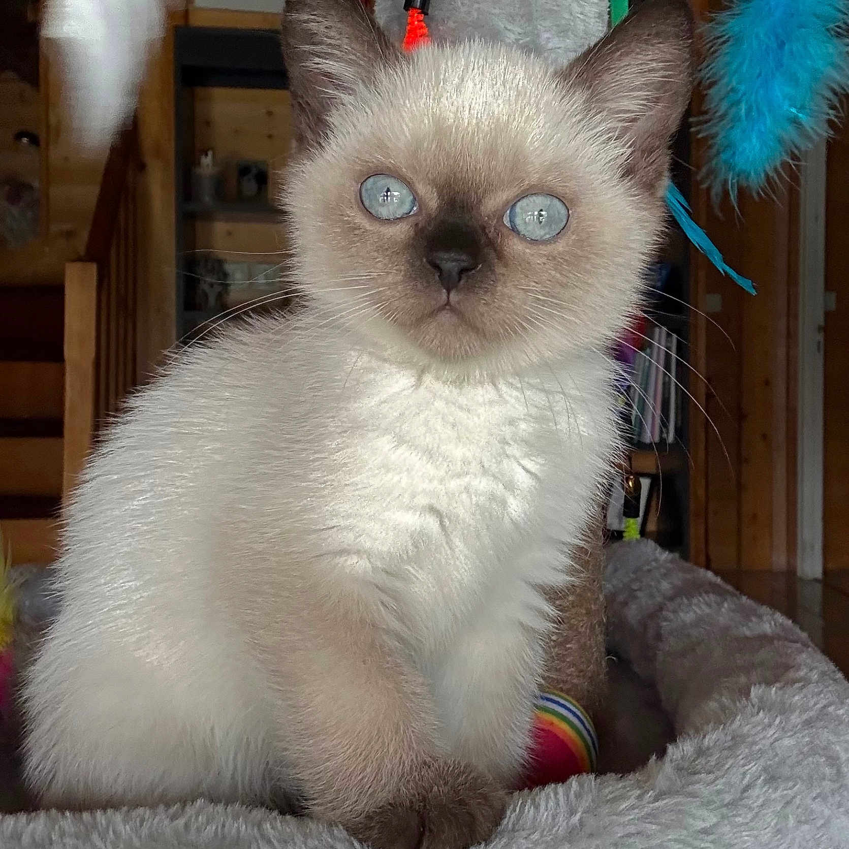 Alyx a rejoint le concours — aidez-le/la à gagner de superbes lots ! animal, blue_eyes, cat, close_up, curious, cute, domestic_animal, feline, fur, indoor, kitten, pet, plush_bed, portrait, siamese, small, soft_texture, toy, whiskers, wooden_background